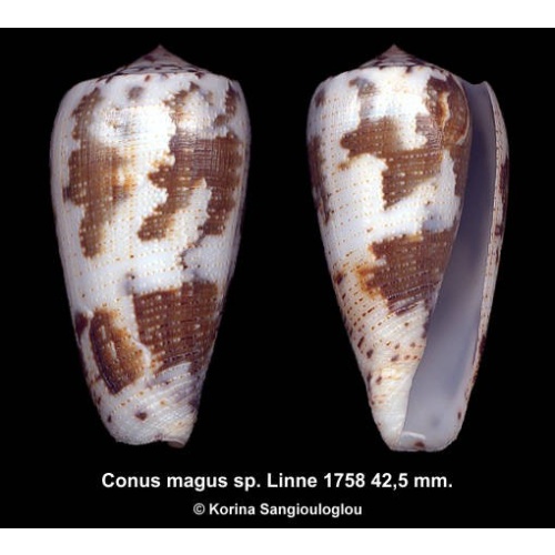 Conus magus sp. Gorgeous Colorful!