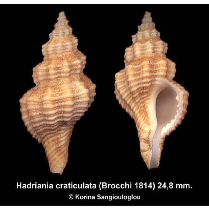 Hadriania craticulata Outstanding!