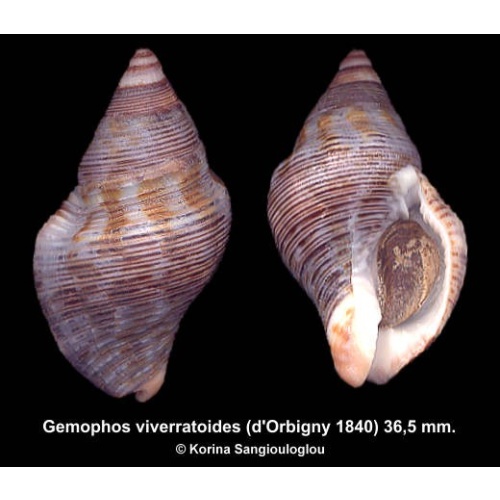 Gemophos viverratoides Gorgeous Blue!