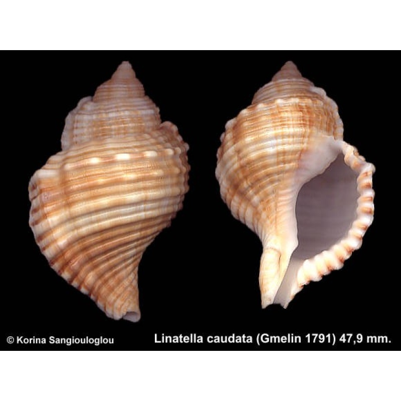 Linatella caudata Gorgeous!