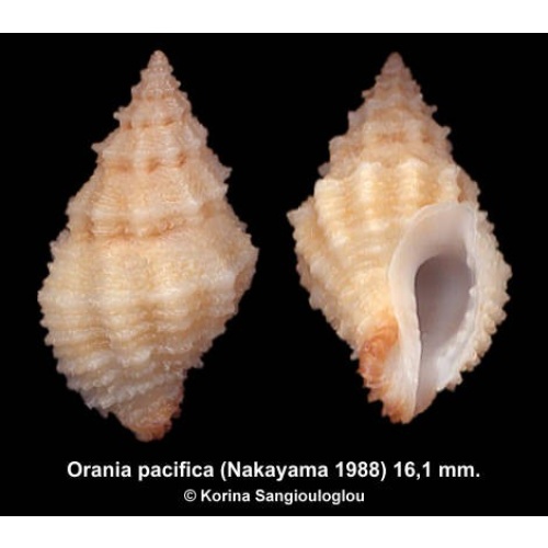 Orania pacifica Gorgeous!