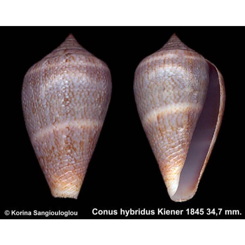 Conus hybridus Gorgeous Blue!