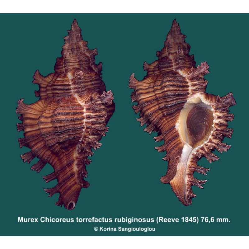 Murex Chicoreus torrefactus rubiginosus Gorgeous Dark!