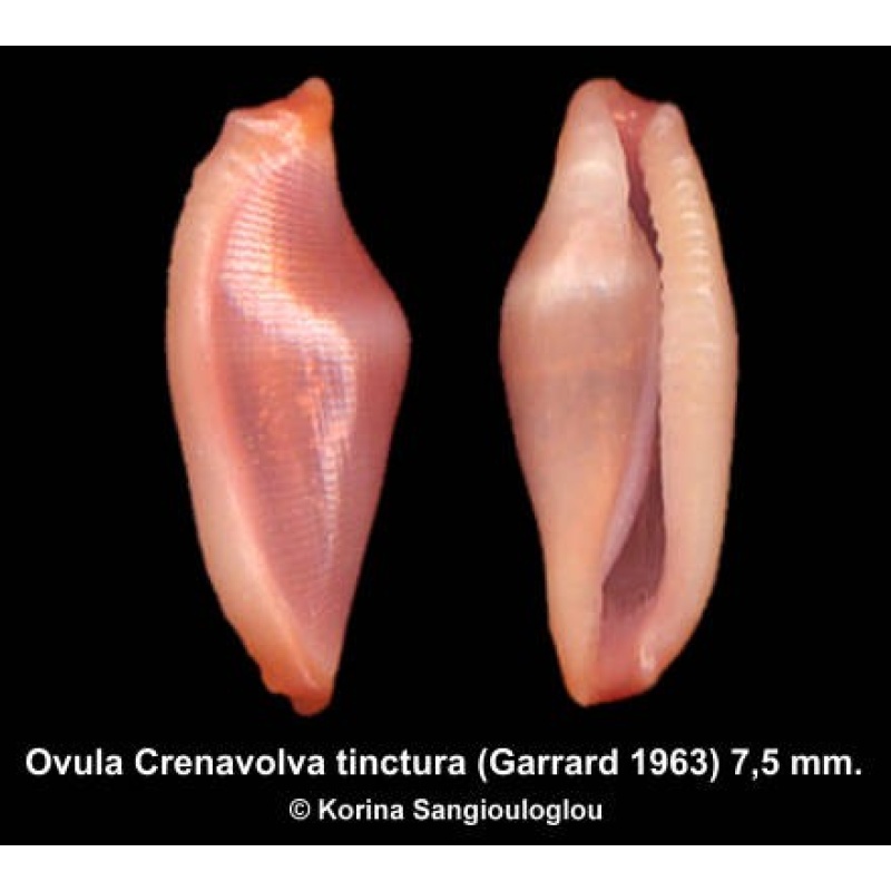 Ovula Crenavolva tinctura Outstanding Reddish!