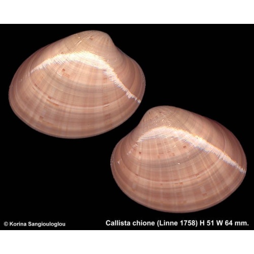 Callista chione Outstanding!