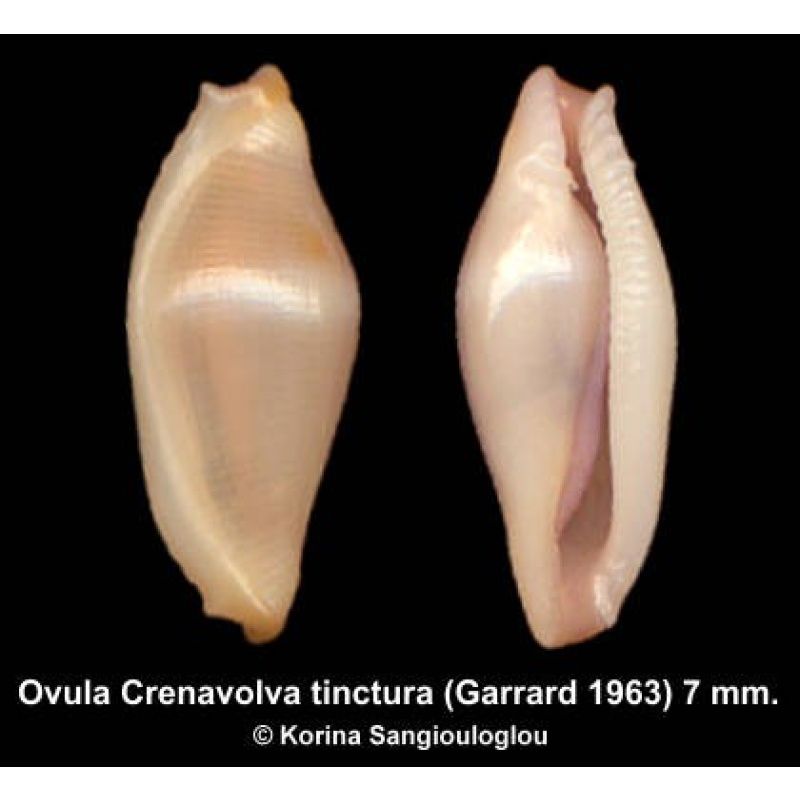 Ovula Crenavolva tinctura Outstanding Yellow!