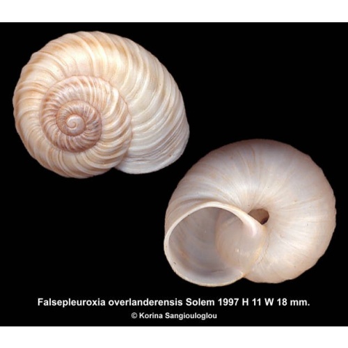 Falsepleuroxia overlanderensis Gorgeous Uncommon!