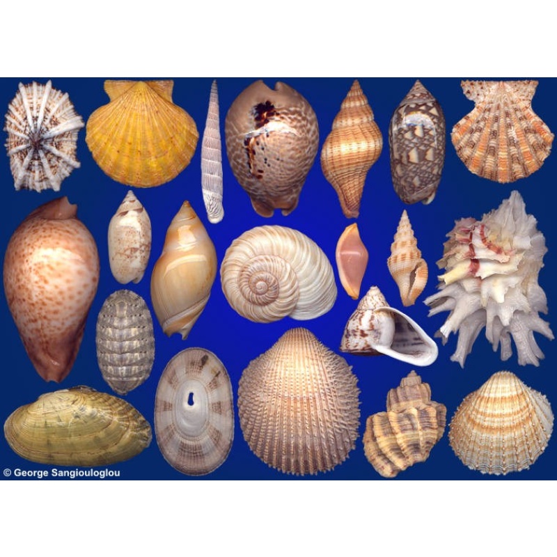 Seashells composition from auction November 2020