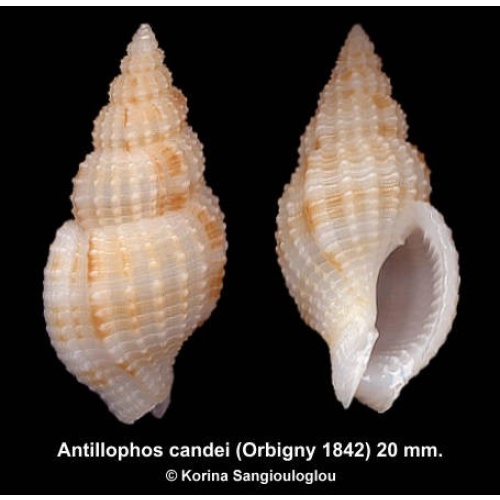Antillophos candei Gorgeous Uncommon!