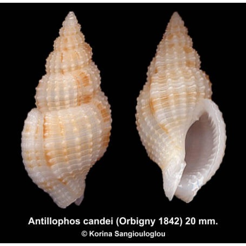 Antillophos candei Gorgeous Uncommon!