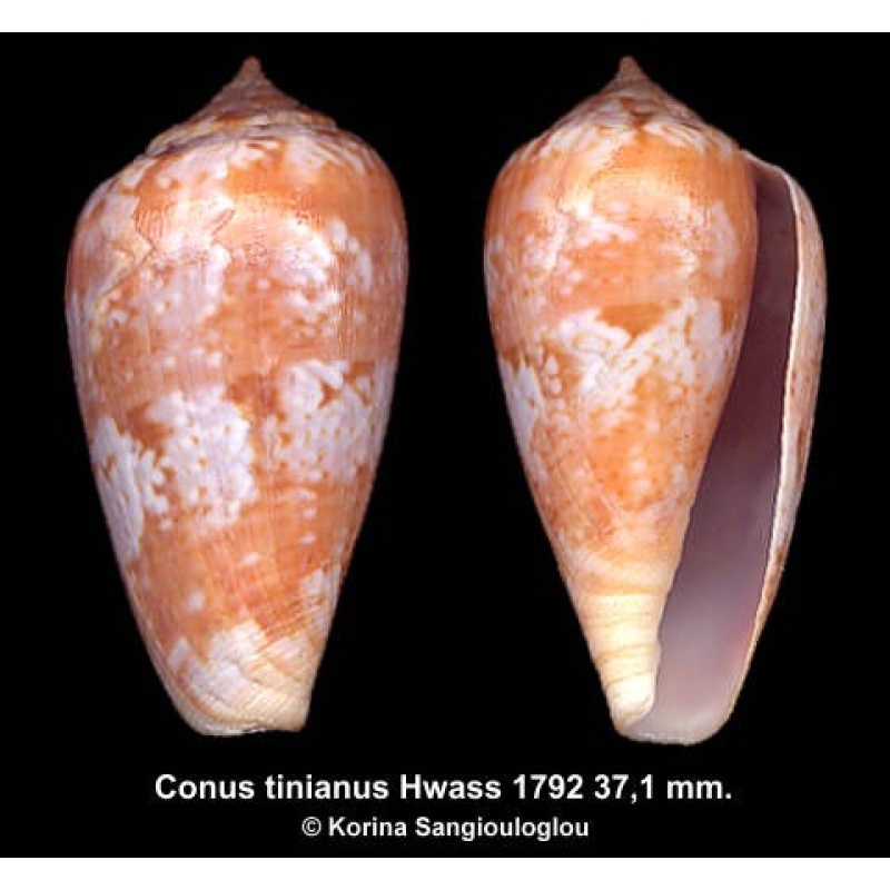 Conus tinianus Gorgeous Orange!