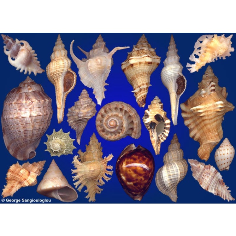 Seashells composition from auction January 2021