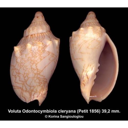 Voluta Odontocymbiola cleryana Gorgeous!