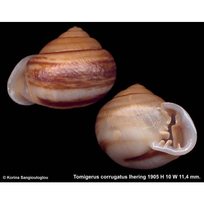 Tomigerus corrugatus Gorgeous Rare Banded!