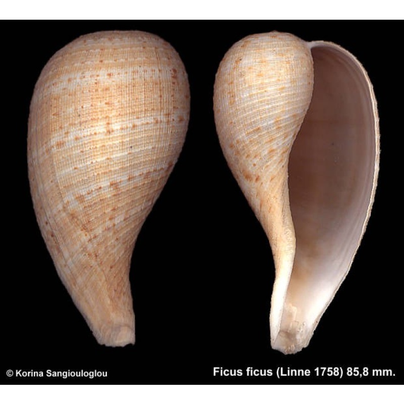 Ficus ficus Gorgeous Large!