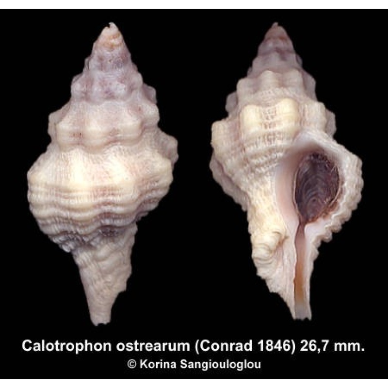 Calotrophon ostrearum Outstanding!