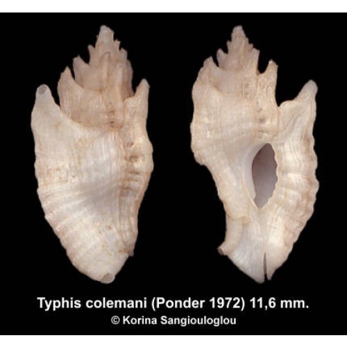 Typhis colemani Gorgeous Exceptional!