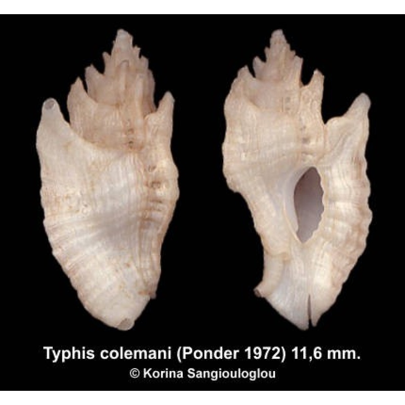 Typhis colemani Gorgeous Exceptional!