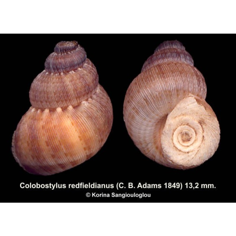 Colobostylus redfieldianus Gorgeous!