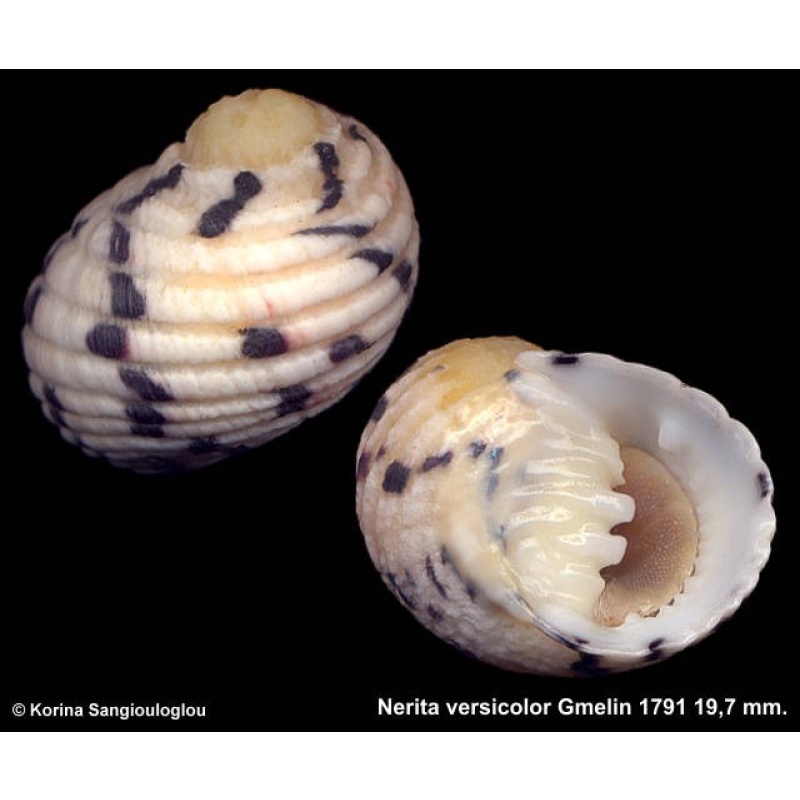 Nerita versicolor Outstanding Yellowish!