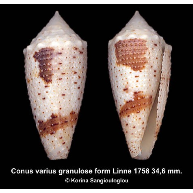 Conus varius granulose form Gorgeous!