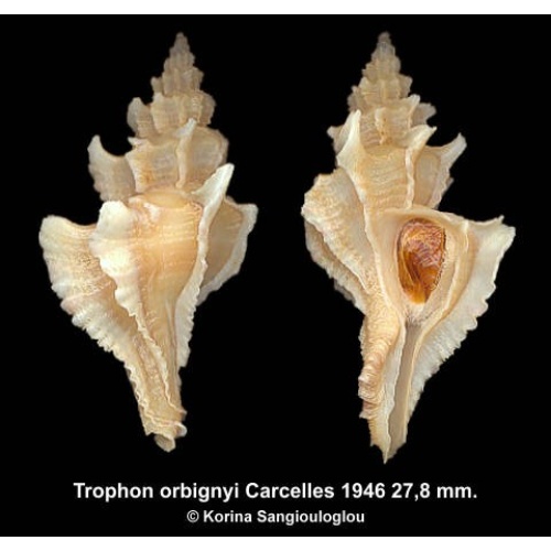 Trophon orbignyi Gorgeous Superb!