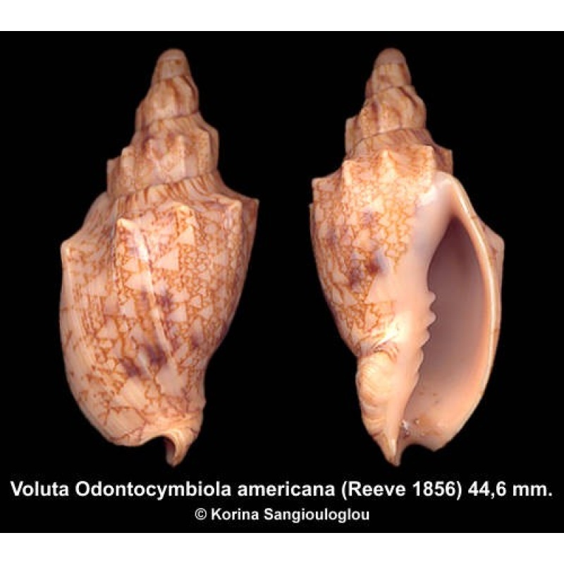 Voluta Odontocymbiola americana Gorgeous!