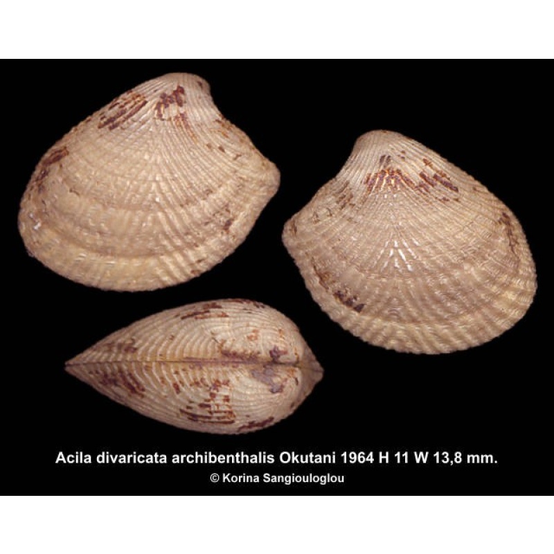 Acila divaricata archibenthalis Gorgeous!