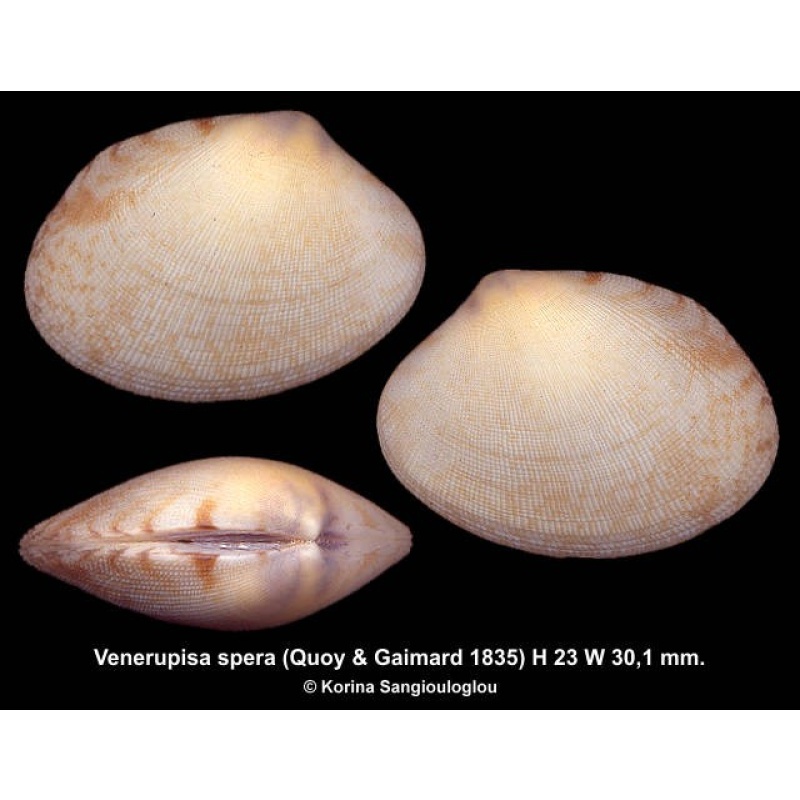 Venerupisa spera Outstanding!