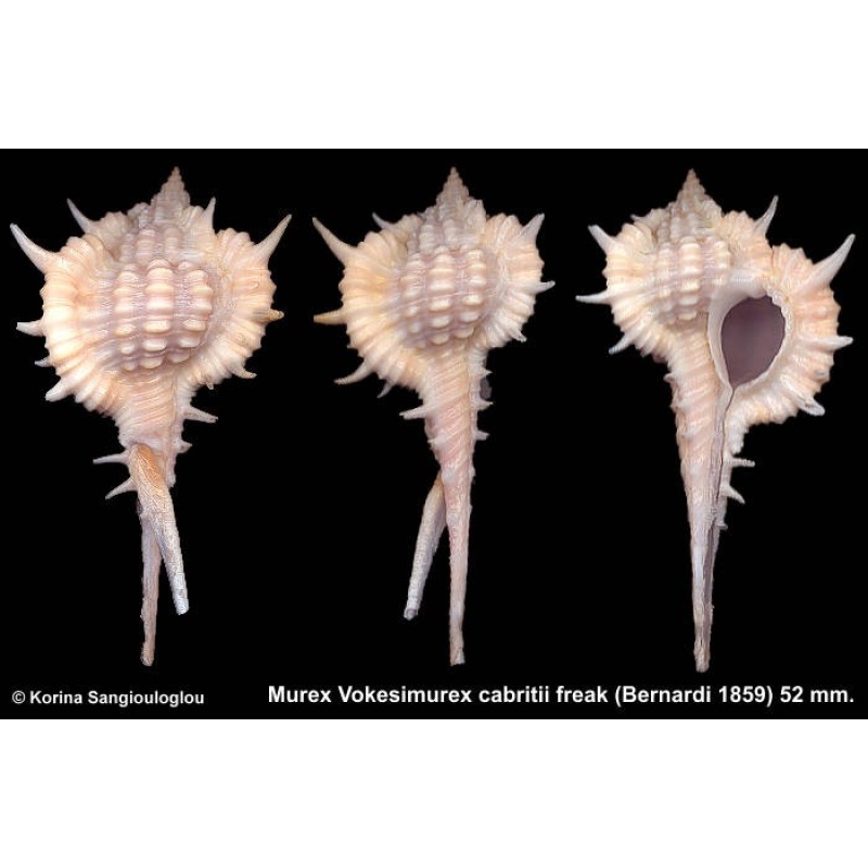 Murex Vokesimurex cabritii freak Gorgeous Double siphon!