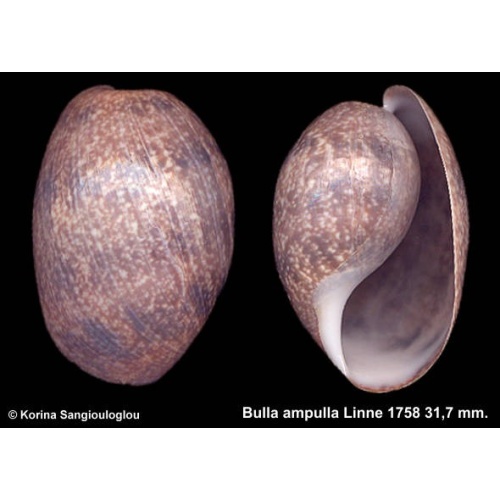 Bulla ampulla Outstanding!