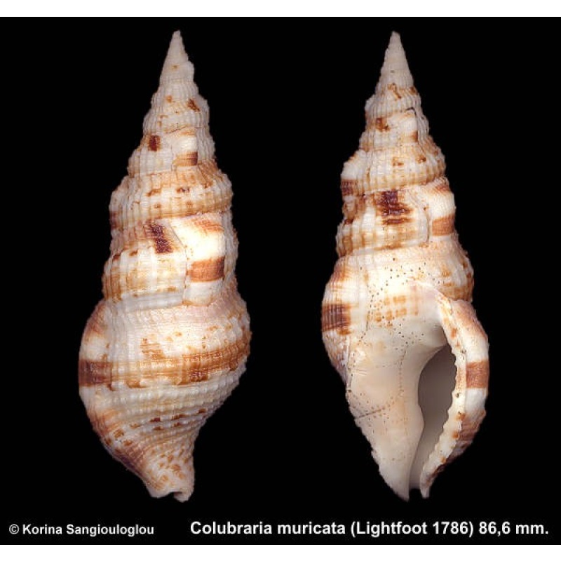 Colubraria muricata Gorgeous Large!