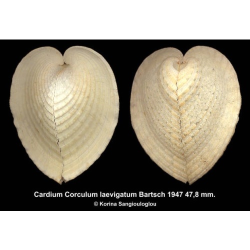 Cardium Corculum laevigatum Gorgeous Large Yellow/White!