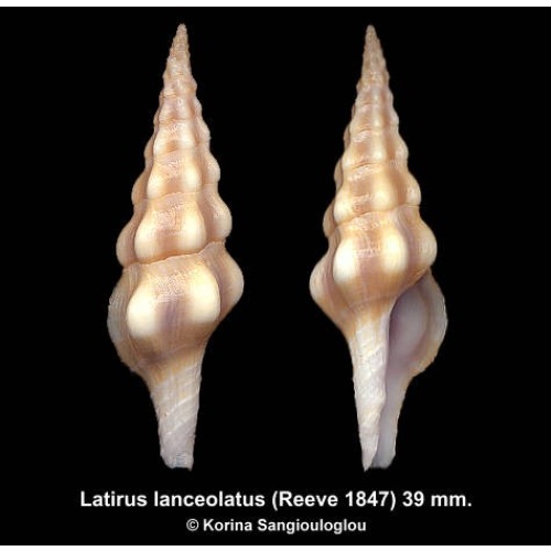 Latirus lanceolatus Outstanding!