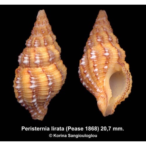 Peristernia lirata Gorgeous Superb Yellow!