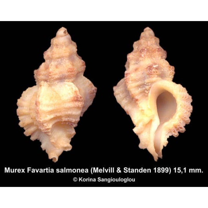 Murex Favartia salmonea Outstanding!