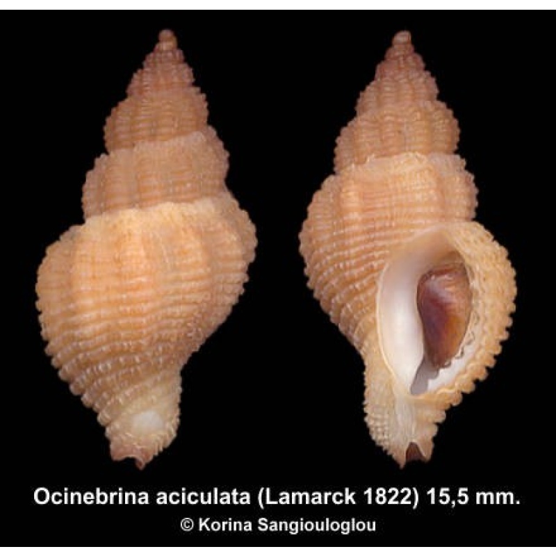 Ocinebrina aciculata Outstanding Exceptional!