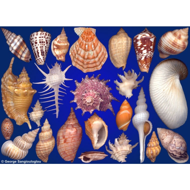 Seashells composition from auction June 2021