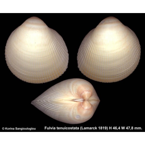 Fulvia tenuicostata Gorgeous!