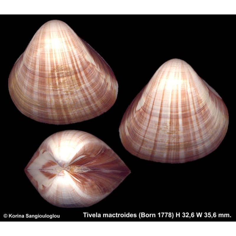 Tivela mactroides Gorgeous!