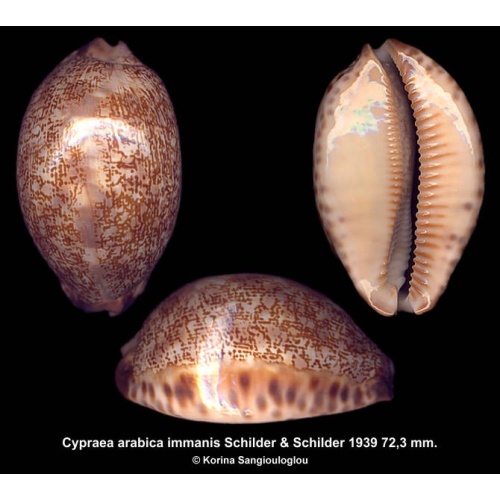 Cypraea arabica immanis Gorgeous!
