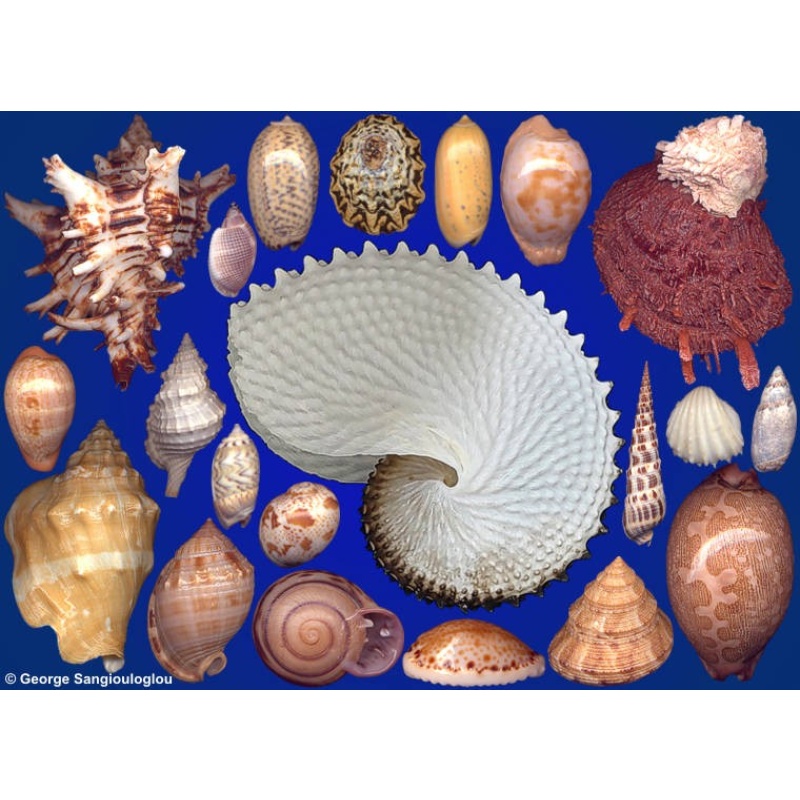Seashells composition from auction October 2021