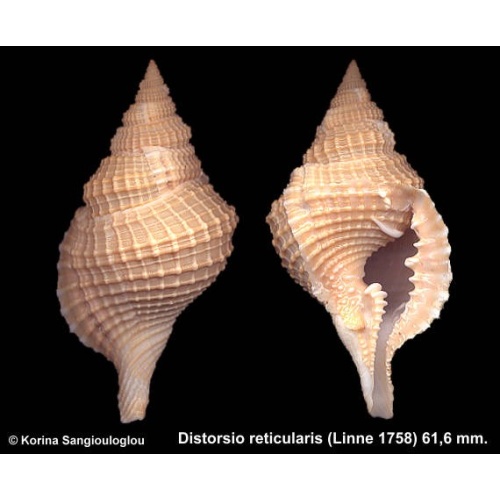 Distorsio reticularis Outstanding Beige!