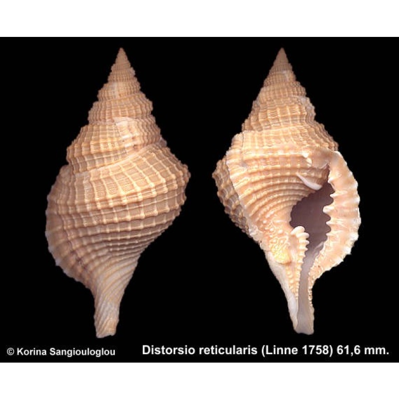 Distorsio reticularis Outstanding Beige!