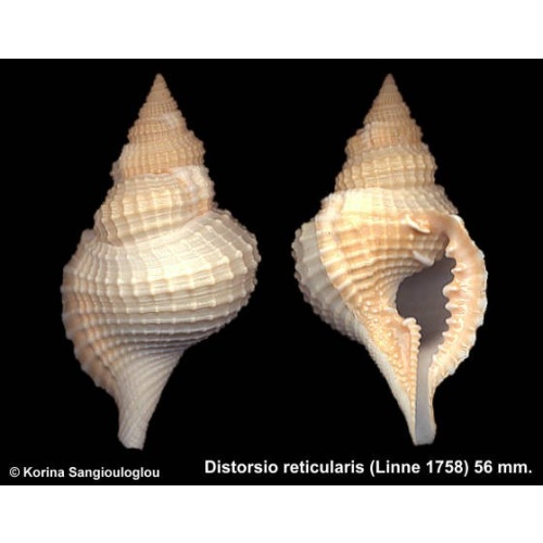 Distorsio reticularis Outstanding Cream/Yellow!
