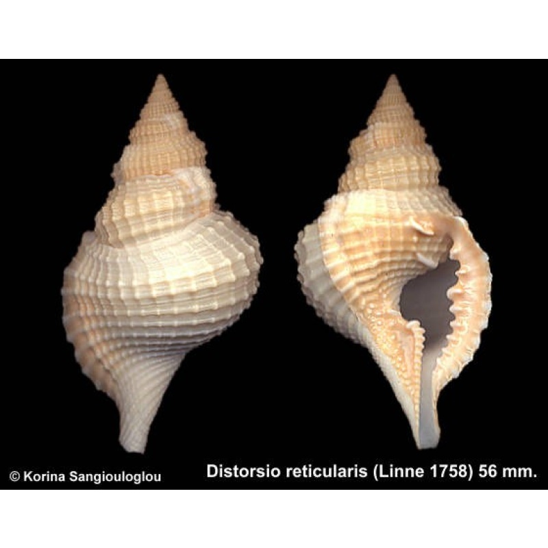 Distorsio reticularis Outstanding Cream/Yellow!