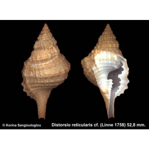 Distorsio reticularis cf. Outstanding With periostracum!