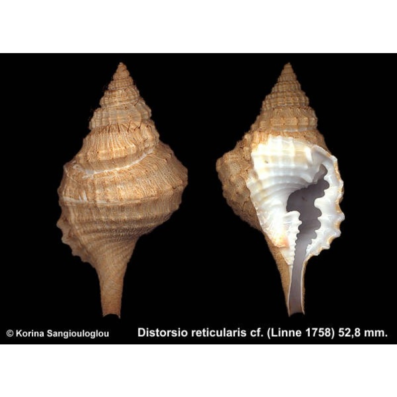 Distorsio reticularis cf. Outstanding With periostracum!