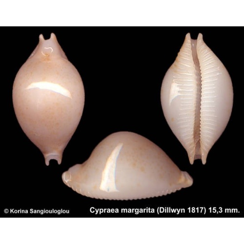 Cypraea margarita Outstanding!