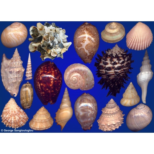 Seashells composition from auction November 2021